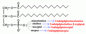 alt="Fosfatydylocholina"